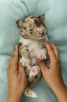 lying Miniature Australian Shepherd Puppy