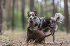 playing Miniature Australian Shepherds