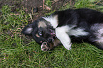 lying Miniature Australian Shepherd Puppy