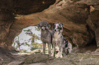 Miniature Australian Shepherd with Standard Poodle