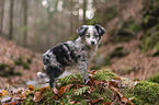 standing Miniature Australian Shepherd