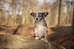 sitting Miniature Australian Shepherd