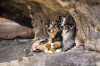 lying Miniature Australian Shepherds
