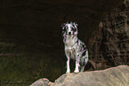standing Miniature Australian Shepherd