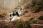 standing Miniature Australian Shepherd