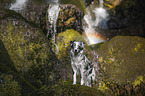 standing Miniature Australian Shepherd