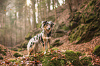 standing Miniature Australian Shepherd