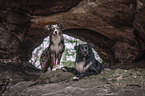 Miniature Australian Shepherds