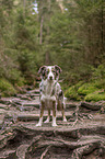 standing Miniature Australian Shepherd