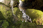 standing Miniature Australian Shepherd