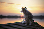 sitting Miniature Australian Shepherd