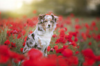 sitting Miniature Australian Shepherd