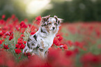 sitting Miniature Australian Shepherd