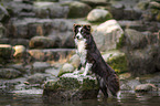 Miniature Australian Shepherd