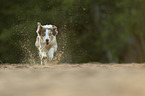 running Miniature Australian Shepherd