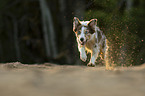 running Miniature Australian Shepherd