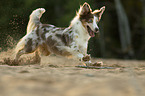 running Miniature Australian Shepherd