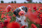 Miniature Australian Shepherd Portrait