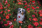 sitting Miniature Australian Shepherd