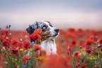 Miniature Australian Shepherd Portrait