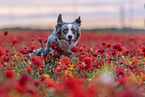 running Miniature Australian Shepherd