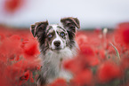 Miniature Australian Shepherd Portrait