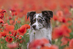 Miniature Australian Shepherd Portrait