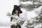 young Miniature Australian Shepherd