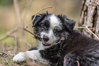 Miniature Australian Shepherd Puppy