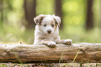 Miniature Australian Shepherd Puppy