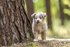 Miniature Australian Shepherd Puppy