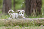 Miniature Australian Shepherd Puppy