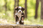 Miniature Australian Shepherd Puppy