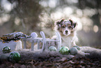 Miniature Australian Shepherd