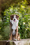 sitting Miniature Australian Shepherd