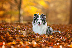 lying Miniature Australian Shepherd