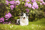 lying Miniature Australian Shepherd