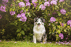 sitting Miniature Australian Shepherd