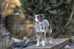 Miniature Australian Shepherd