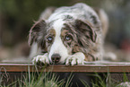 lying Miniature Australian Shepherd