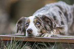 lying Miniature Australian Shepherd
