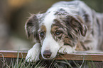 lying Miniature Australian Shepherd