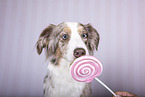 Miniature Australian Shepherd Portrait
