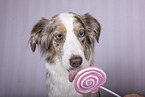 Miniature Australian Shepherd Portrait