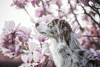 Miniature Australian Shepherd Portrait