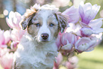 young Miniature Australian Shepherd