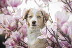 young Miniature Australian Shepherd