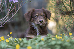 Miniature Australian Shepherd Puppy
