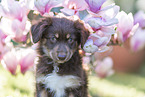 Miniature Australian Shepherd Puppy