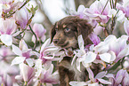 Miniature Australian Shepherd Puppy